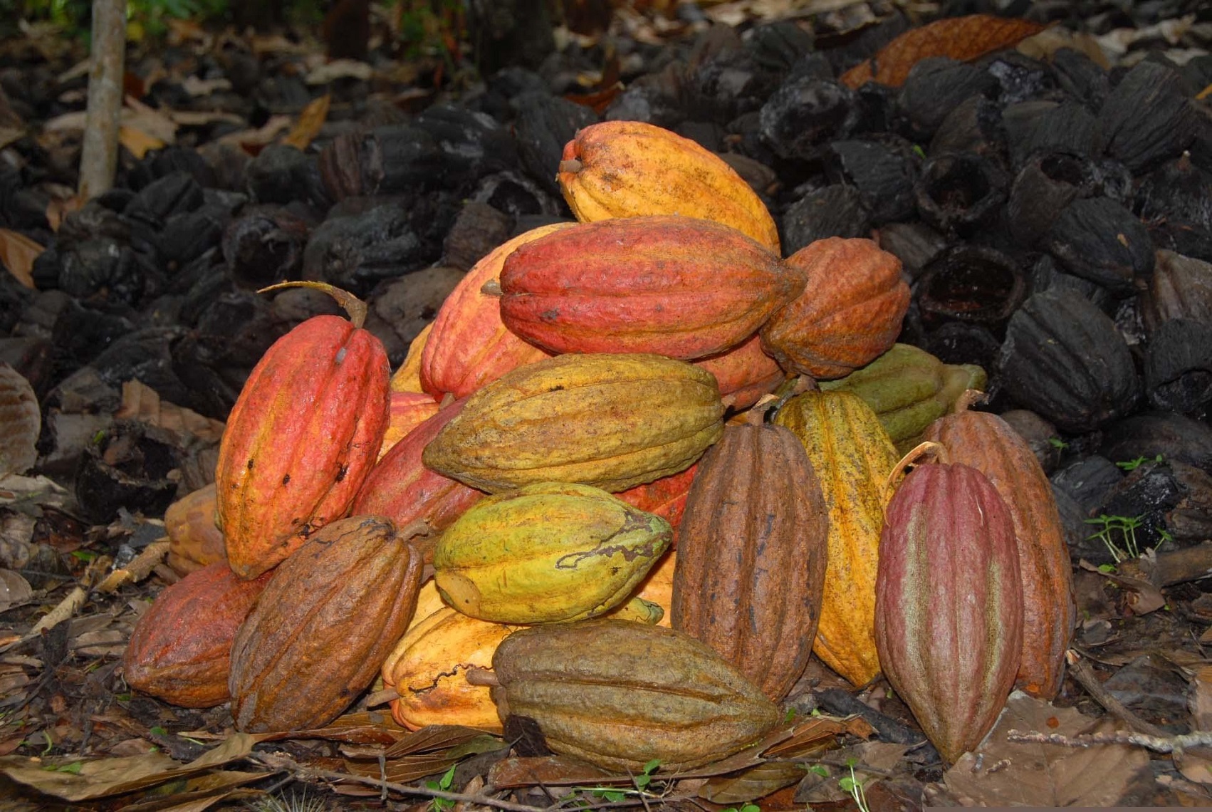 Día Internacional del Cacao y el Chocolate